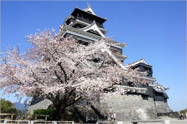 熊本城の桜2017