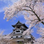 【犬山城】桜2017の開花状況や混雑について