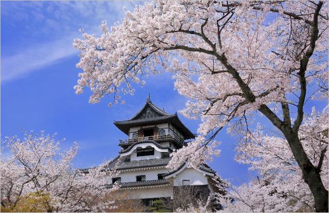 犬山城の桜