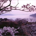 【竹田城】桜2017の開花時期や見ごろについて