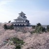 【長浜城】桜2017のライトアップの時間や見ごろはいつ？