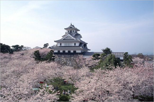 長浜城の桜2017