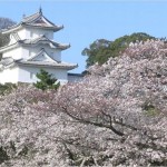 【明石城】桜2017のライトアップは何時から？開花情報も必見！