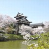 【大和郡山城】桜2017の開花情報やライトアップについて ※奈良県