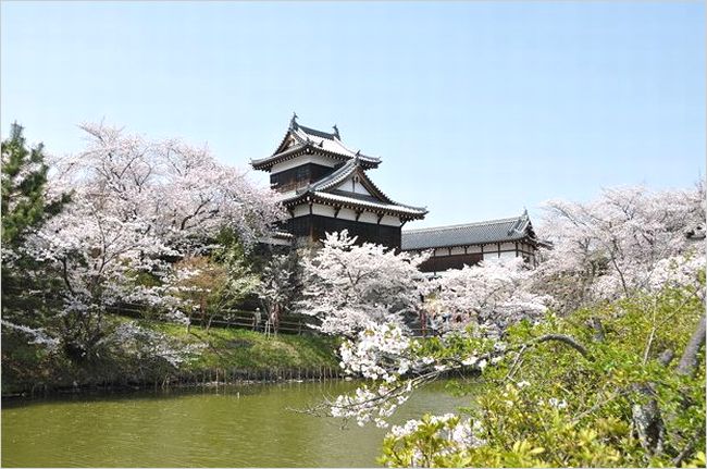 大和郡山城の桜