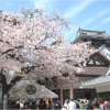 【岡崎城】桜2017!!ライトアップの時間帯は？