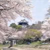 【岡崎城】桜2017の開花予想や屋台について