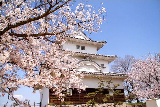 丸亀城の桜2017