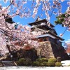 【丸岡城】桜2017の開花情報やライトアップの時間は？ ※福井県