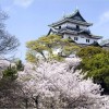 【和歌山城】桜2017の開花予想は？ライトアップや夜店情報も紹介！