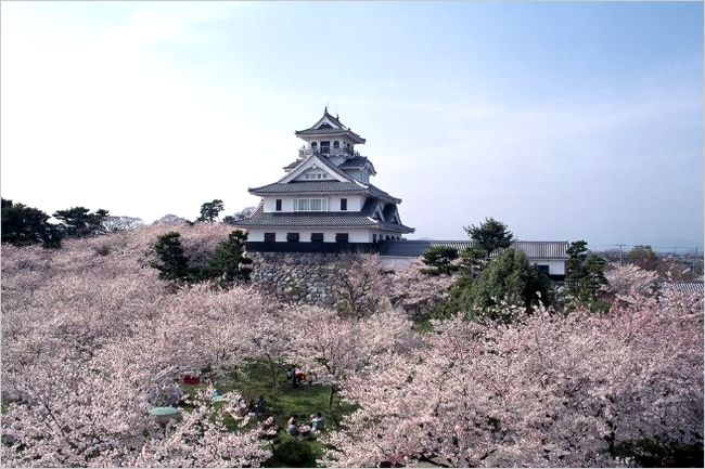 長浜城の桜2017