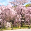 【二条城】桜2017!!ライトアップの時間帯や見ごろはいつ？