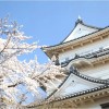 【小田原城】桜2017の開花予想や見頃について