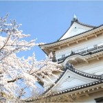 【小田原城】桜2017の開花予想や見頃について