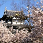 【高田城】桜2017の見頃や開花予想は？臨時駐車場について
