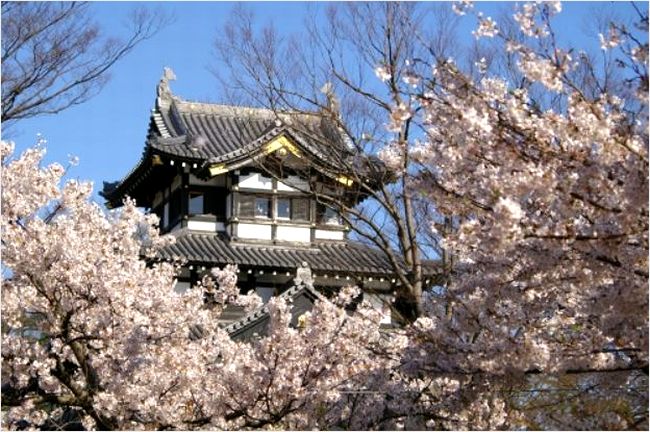 高田城の桜