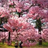 【高遠城】桜2017の開花予想や見ごろはいつ？