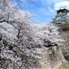 【大阪城】桜2017の見ごろや開花状況について