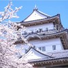 【小田原城】桜2017のライトアップや出店情報、混雑状況について