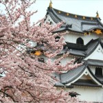 【彦根城】桜2017の時期や見頃はいつ？