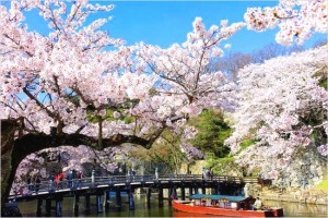 彦根城の桜まつり