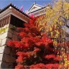 上田城の紅葉2017の見頃はいつ？紅葉まつりの日程や内容はココ